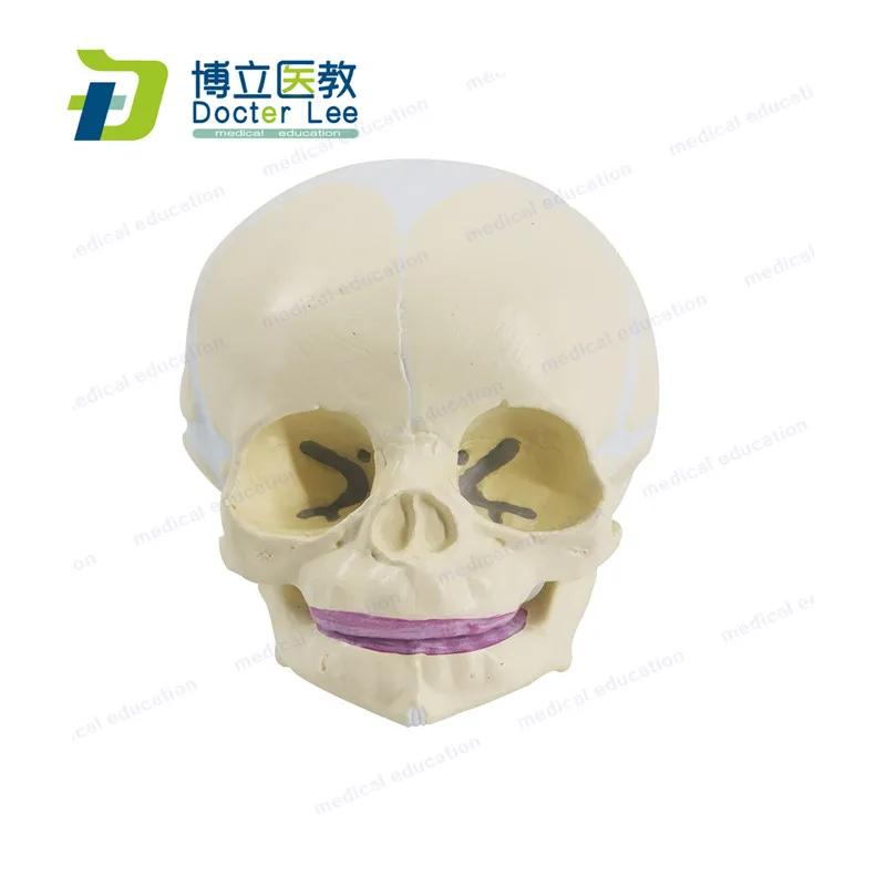 Human Foetal Skull Model Plasitc Baby Skeleton Skull Model for Medical Science Students Learning